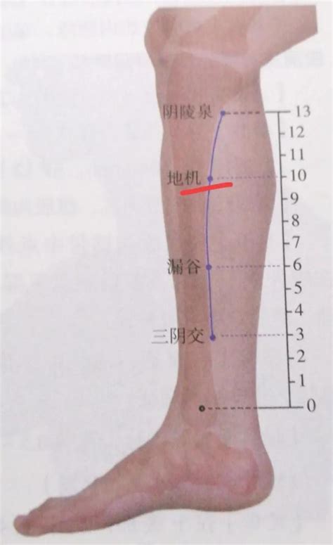 地基穴位置|地機穴